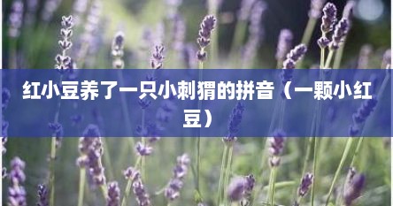 红小豆养了一只小刺猬的拼音（一颗小红豆）