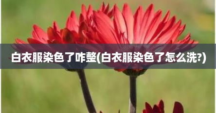 白衣服染色了咋整(白衣服染色了怎么洗?)