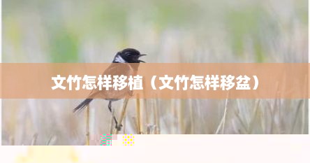 文竹怎样移植（文竹怎样移盆）