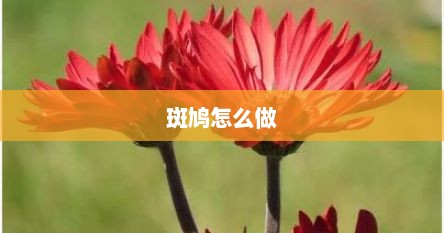 斑鸠怎么做