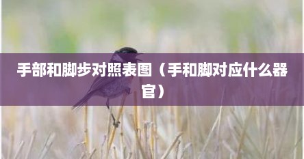 手部和脚步对照表图（手和脚对应什么器官）