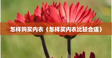 怎样购买内衣（怎样买内衣比较合适）