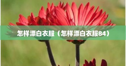 怎样漂白衣服（怎样漂白衣服84）