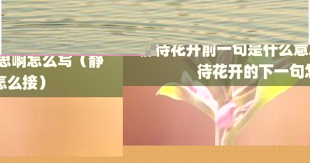 静待花开上一句应该写什么（静待花开什么意思）