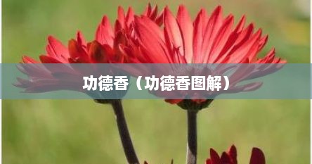 功德香（功德香图解）