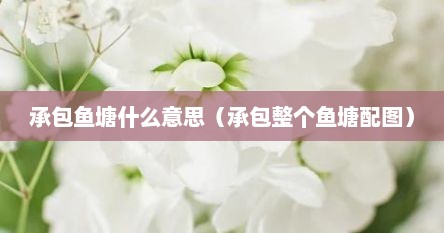 承包鱼塘什么意思（承包整个鱼塘配图）