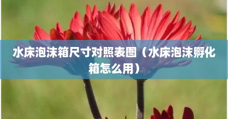 水床泡沫箱尺寸对照表图（水床泡沫孵化箱怎么用）