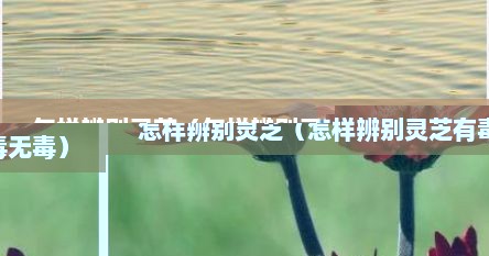 怎样辨别灵芝（怎样辨别灵芝有毒无毒）