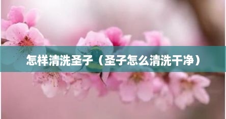 怎样清洗圣子（圣子怎么清洗干净）