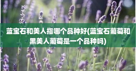 蓝宝石和美人指哪个品种好(蓝宝石葡萄和黑美人葡萄是一个品种吗)