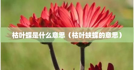 枯叶蝶是什么意思（枯叶蛱蝶的意思）