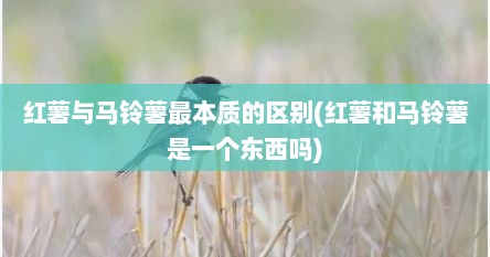 红薯与马铃薯最本质的区别(红薯和马铃薯是一个东西吗)