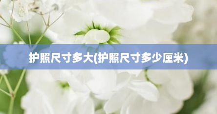 护照尺寸多大(护照尺寸多少厘米)