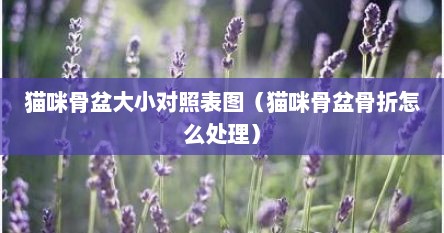 猫咪骨盆大小对照表图（猫咪骨盆骨折怎么处理）