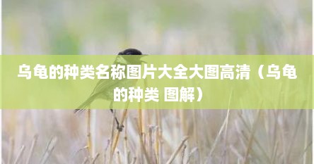 乌龟的种类名称图片大全大图高清（乌龟的种类 图解）