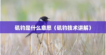 矶钓是什么意思（矶钓技术讲解）