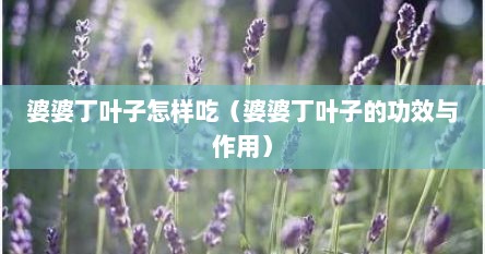 婆婆丁叶子怎样吃（婆婆丁叶子的功效与作用）