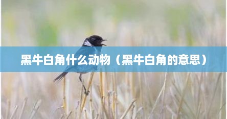 黑牛白角什么动物（黑牛白角的意思）