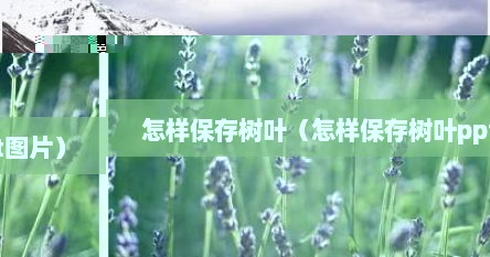 怎样保存树叶（怎样保存树叶ppt图片）