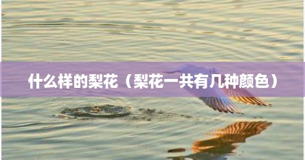 什么样的梨花（梨花一共有几种颜色）