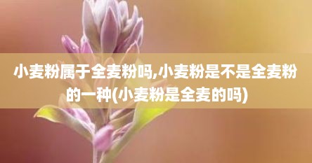 小麦粉属于全麦粉吗,小麦粉是不是全麦粉的一种(小麦粉是全麦的吗)