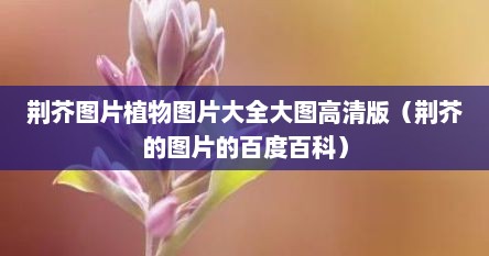 荆芥图片植物图片大全大图高清版（荆芥的图片的百度百科）
