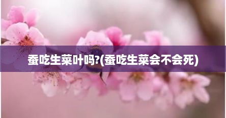 蚕吃生菜叶吗?(蚕吃生菜会不会死)