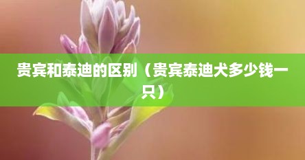 贵宾和泰迪的区别（贵宾泰迪犬多少钱一只）