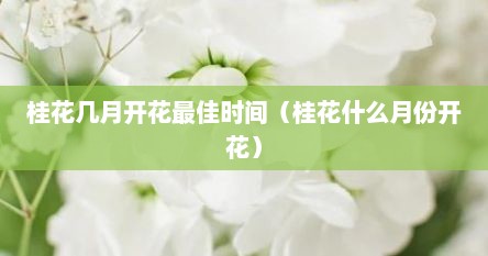 桂花几月几日开得最旺（十二月开花的桂花是什么品种桂花）