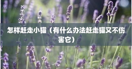 怎样赶走小猫（有什么办法赶走猫又不伤害它）