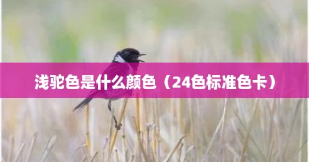 浅驼色是什么颜色（24色标准色卡）