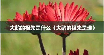 大鹅的祖先是什么（大鹅的祖先是谁）