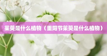茱萸是什么植物（重阳节茱萸是什么植物）