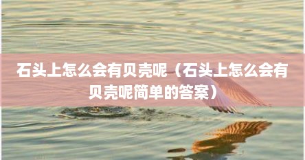 石头上怎么会有贝壳呢（石头上怎么会有贝壳呢简单的答案）