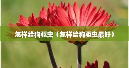 怎样给狗驱虫（怎样给狗驱虫最好）