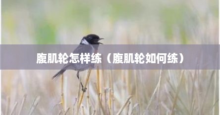 腹肌轮怎样练（腹肌轮如何练）