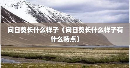 向日葵长什么样子（向日葵长什么样子有什么特点）