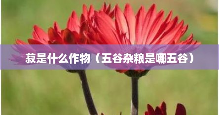 菽是什么作物（五谷杂粮是哪五谷）