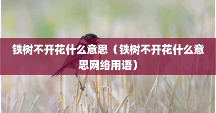 铁树不开花什么意思（铁树不开花什么意思网络用语）