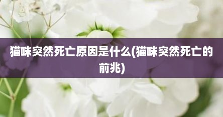 猫咪突然死亡原因是什么(猫咪突然死亡的前兆)