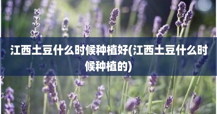 江西土豆什么时候种植好(江西土豆什么时候种植的)