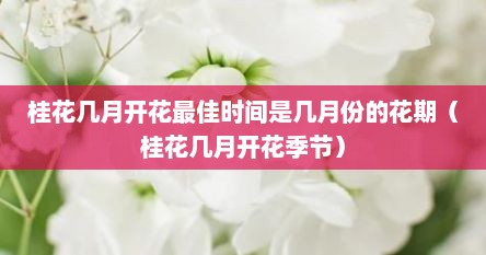 桂花几月开花最佳时间是几月份的花期（桂花几月开花季节）