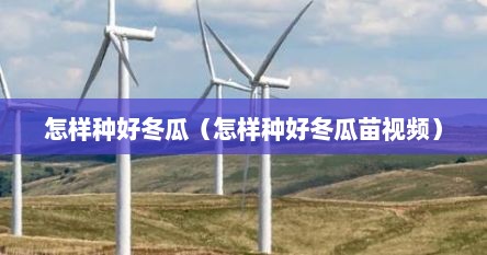 怎样种好冬瓜（怎样种好冬瓜苗视频）