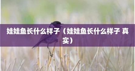 娃娃鱼长什么样子（娃娃鱼长什么样子 真实）