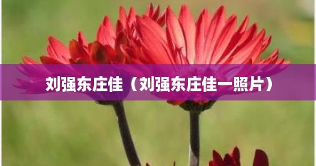 刘强东庄佳（刘强东庄佳一照片）