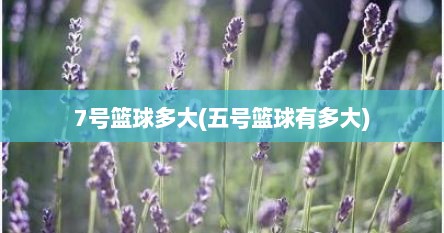 7号篮球多大(五号篮球有多大)