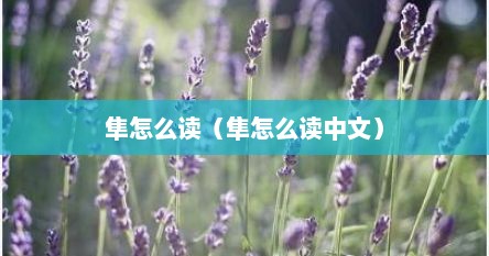隼怎么读（隼怎么读中文）
