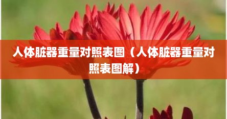 人体脏器重量对照表图（人体脏器重量对照表图解）