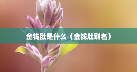 金钱肚是什么（金钱肚别名）