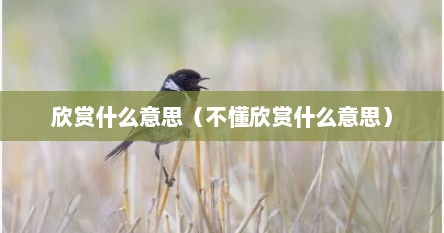 欣赏什么意思（不懂欣赏什么意思）